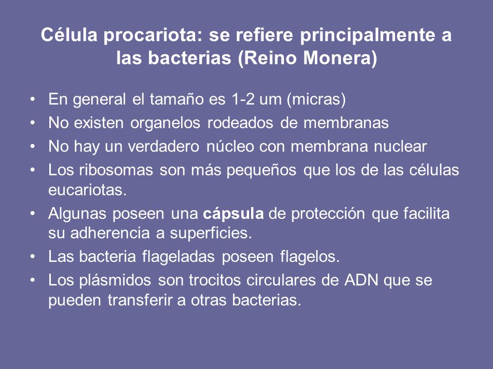 Célula procariota: se refiere principalmente a las bacterias (Reino Monera)