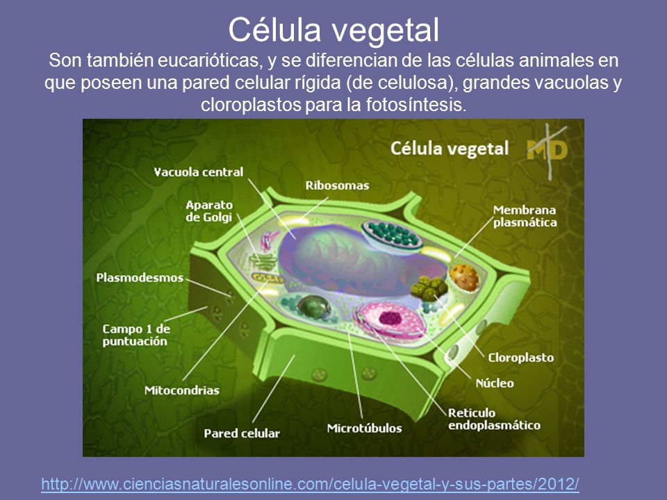 Célula vegetal Son también eucarióticas, y se diferencian de las células animales en que poseen una pared celular rígida (de celulosa), grandes vacuolas y cloroplastos para la fotosíntesis.