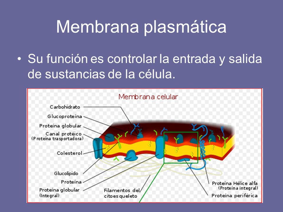 Membrana plasmática Su función es controlar la entrada y salida de sustancias de la célula.