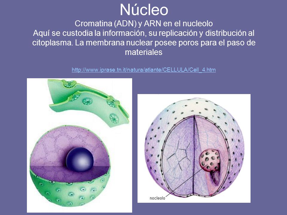 Núcleo Cromatina (ADN) y ARN en el nucleolo Aquí se custodia la información, su replicación y distribución al citoplasma.
