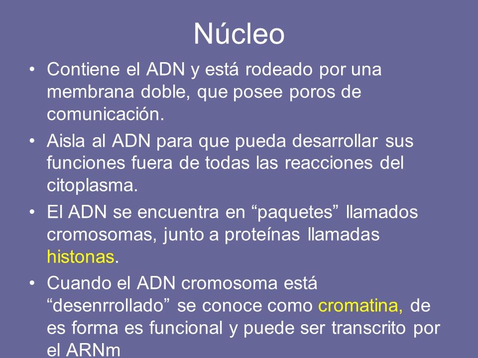Núcleo Contiene el ADN y está rodeado por una membrana doble, que posee poros de comunicación.