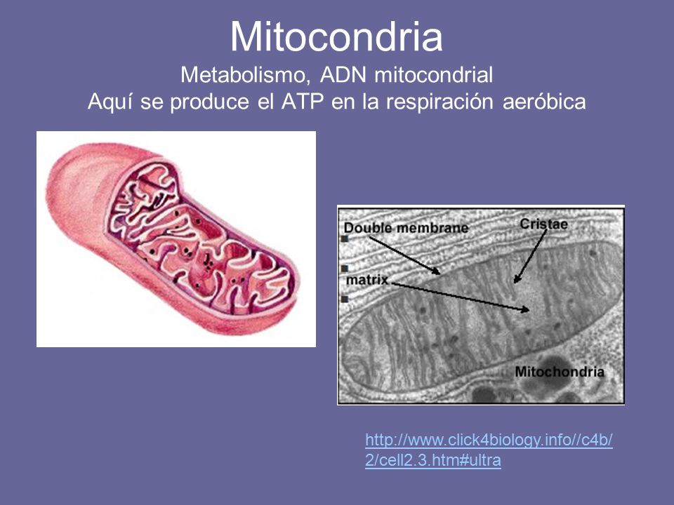 Mitocondria Metabolismo, ADN mitocondrial Aquí se produce el ATP en la respiración aeróbica