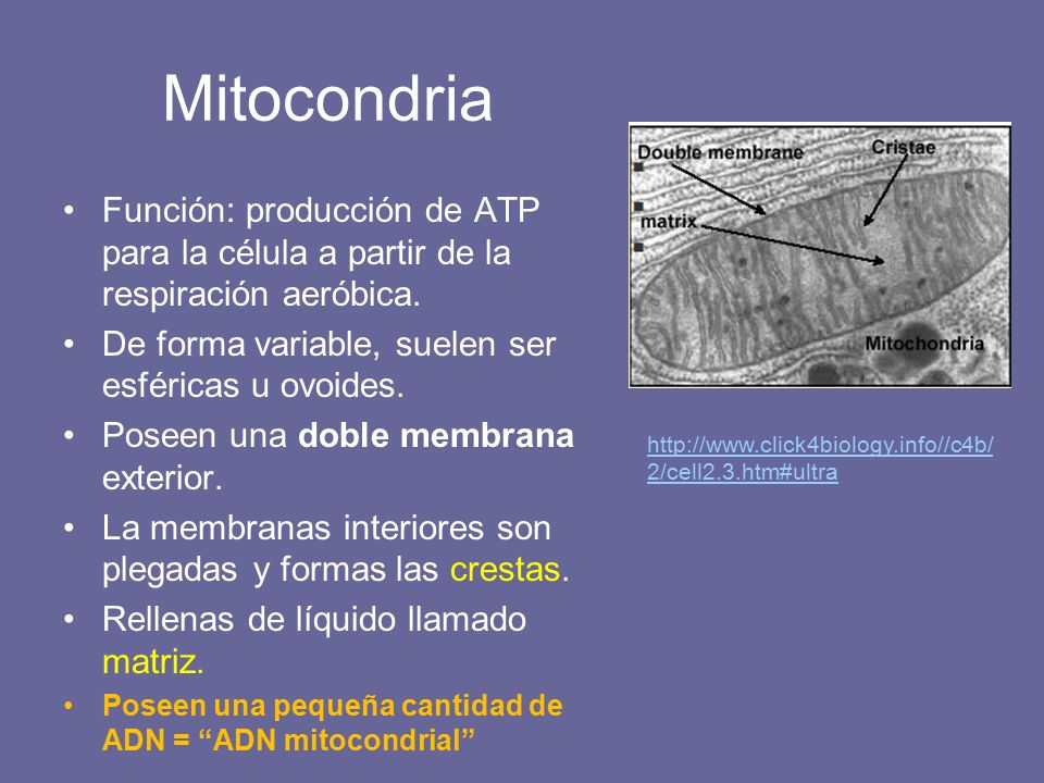 Mitocondria Función: producción de ATP para la célula a partir de la respiración aeróbica. De forma variable, suelen ser esféricas u ovoides.