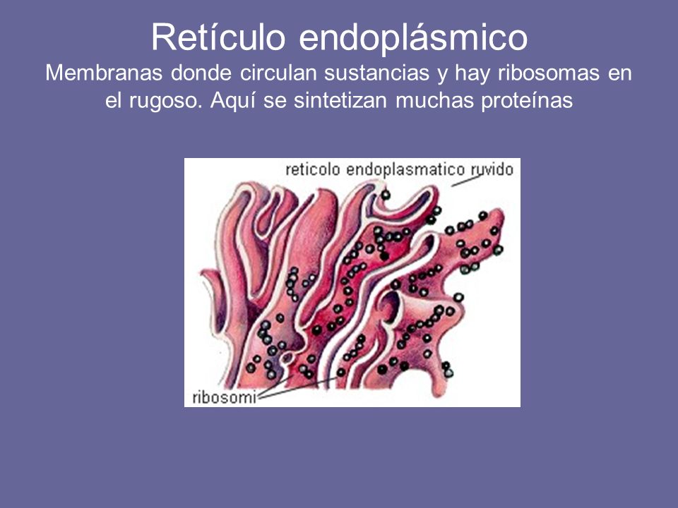 Retículo endoplásmico Membranas donde circulan sustancias y hay ribosomas en el rugoso.