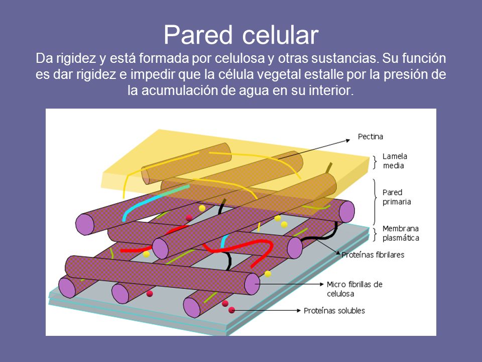 Pared celular Da rigidez y está formada por celulosa y otras sustancias.