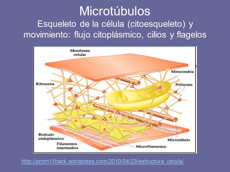 Microtúbulos Esqueleto de la célula (citoesqueleto) y movimiento: flujo citoplásmico, cilios y flagelos