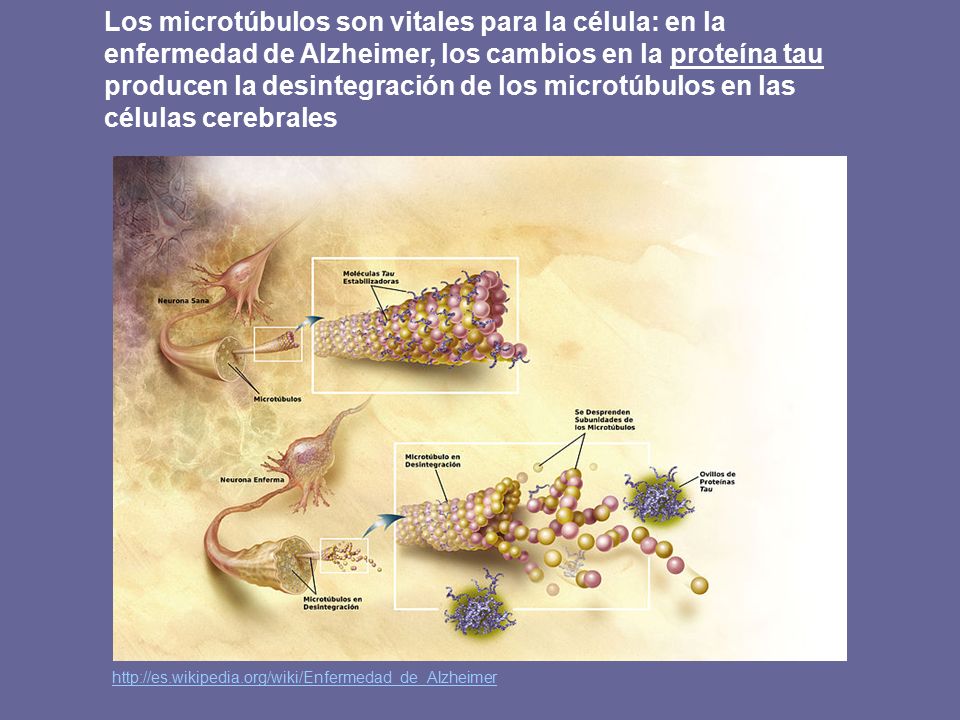 Los microtúbulos son vitales para la célula: en la enfermedad de Alzheimer, los cambios en la proteína tau producen la desintegración de los microtúbulos en las células cerebrales