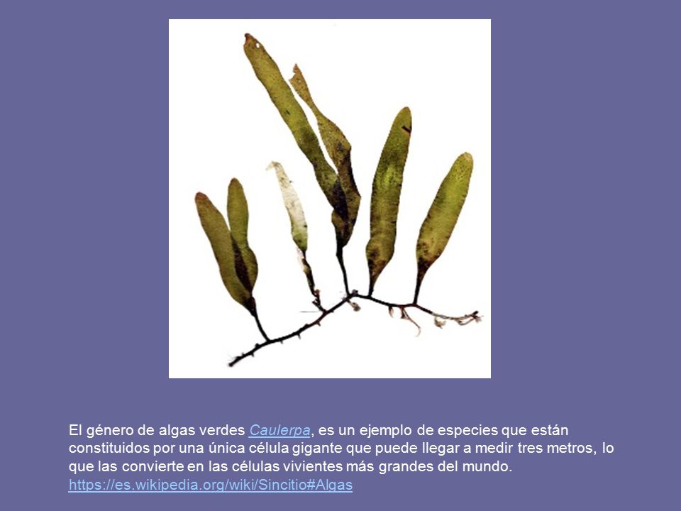 El género de algas verdes Caulerpa, es un ejemplo de especies que están constituidos por una única célula gigante que puede llegar a medir tres metros, lo que las convierte en las células vivientes más grandes del mundo.