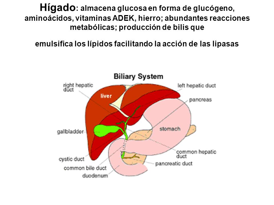 Hígado: almacena glucosa en forma de glucógeno, aminoácidos, vitaminas ADEK, hierro; abundantes reacciones metabólicas; producción de bilis que emulsifica los lípidos facilitando la acción de las lipasas
