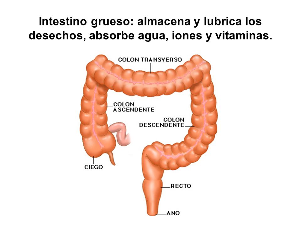 Intestino grueso: almacena y lubrica los desechos, absorbe agua, iones y vitaminas.