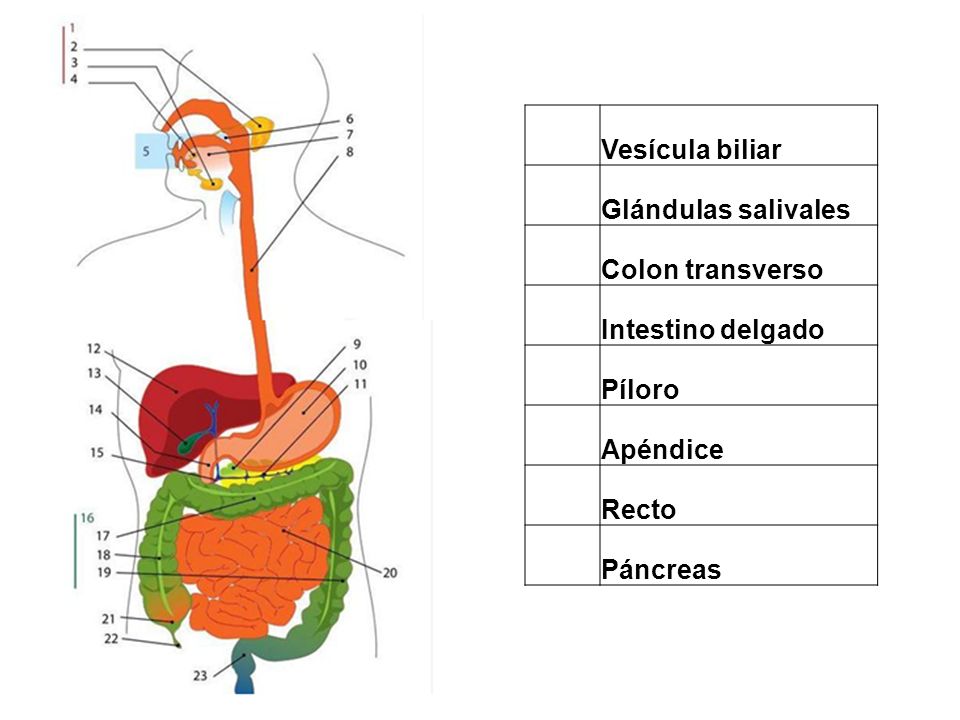 Vesícula biliar. Glándulas salivales. Colon transverso. Intestino delgado. Píloro. Apéndice.