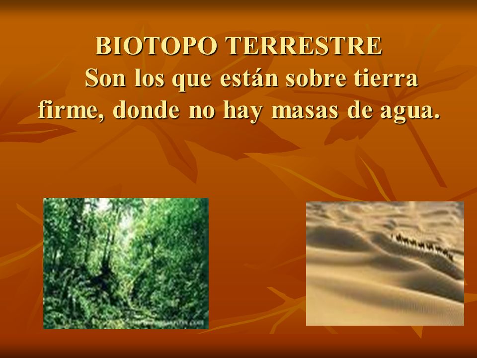 BIOTOPO TERRESTRE Son los que están sobre tierra firme, donde no hay masas de agua.