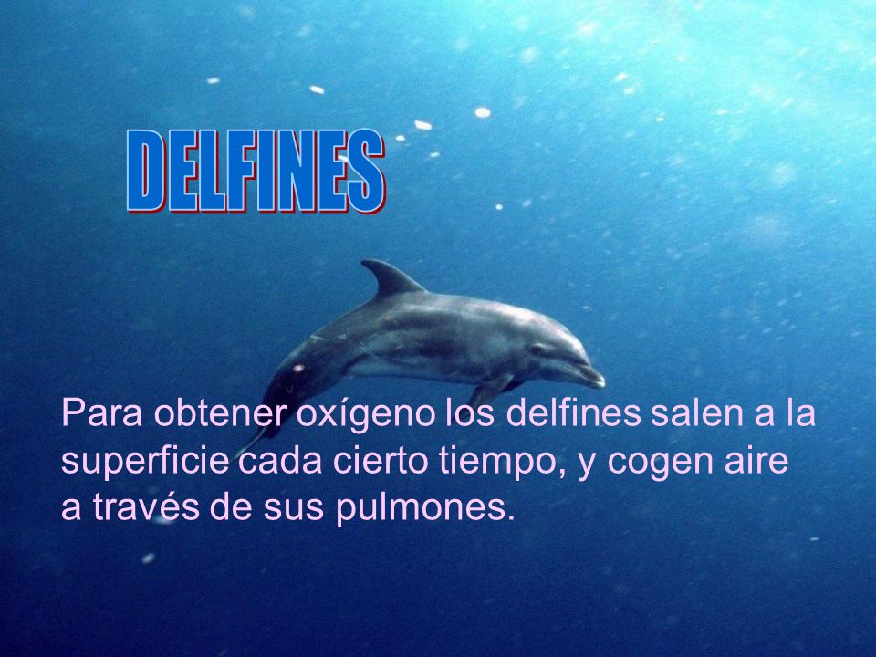 DELFINES Para obtener oxígeno los delfines salen a la superficie cada cierto tiempo, y cogen aire a través de sus pulmones.