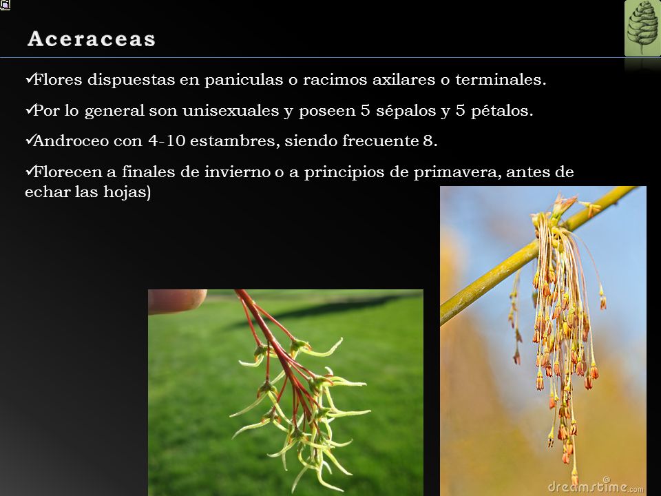 Aceraceas Flores dispuestas en paniculas o racimos axilares o terminales. Por lo general son unisexuales y poseen 5 sépalos y 5 pétalos.