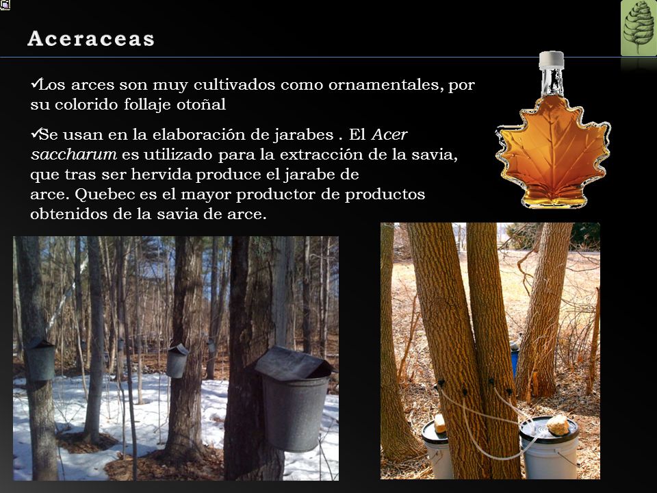 Aceraceas Los arces son muy cultivados como ornamentales, por su colorido follaje otoñal.