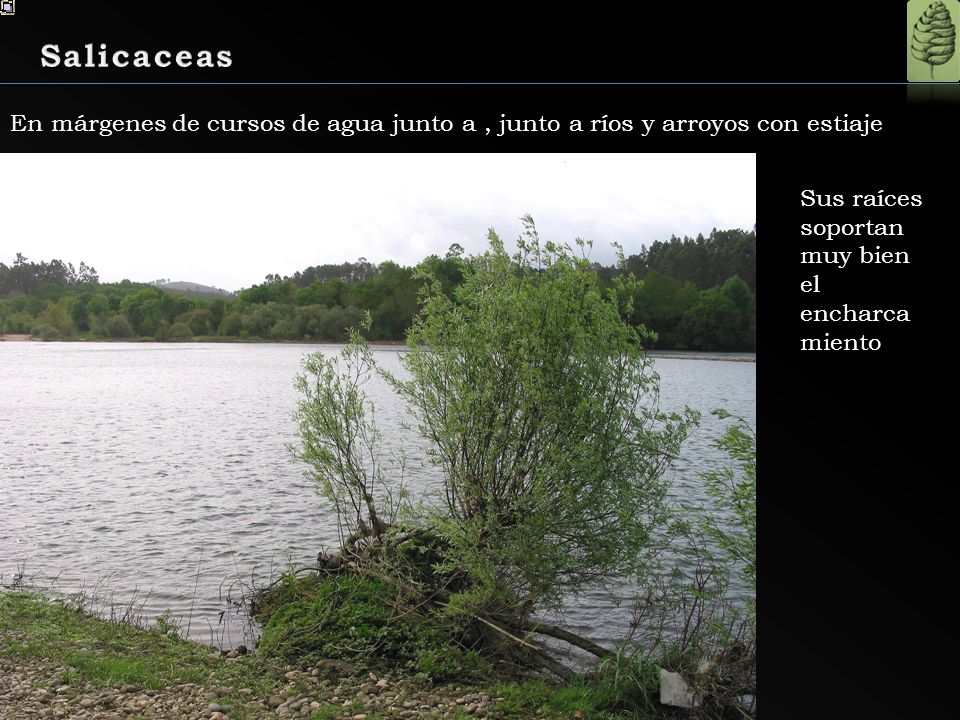 Salicaceas En márgenes de cursos de agua junto a , junto a ríos y arroyos con estiaje.