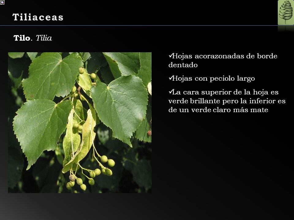 Tiliaceas Tilo. Tilia Hojas acorazonadas de borde dentado