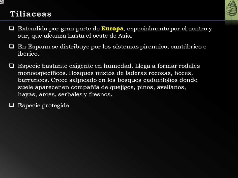 Tiliaceas Extendido por gran parte de Europa, especialmente por el centro y sur, que alcanza hasta el oeste de Asia.