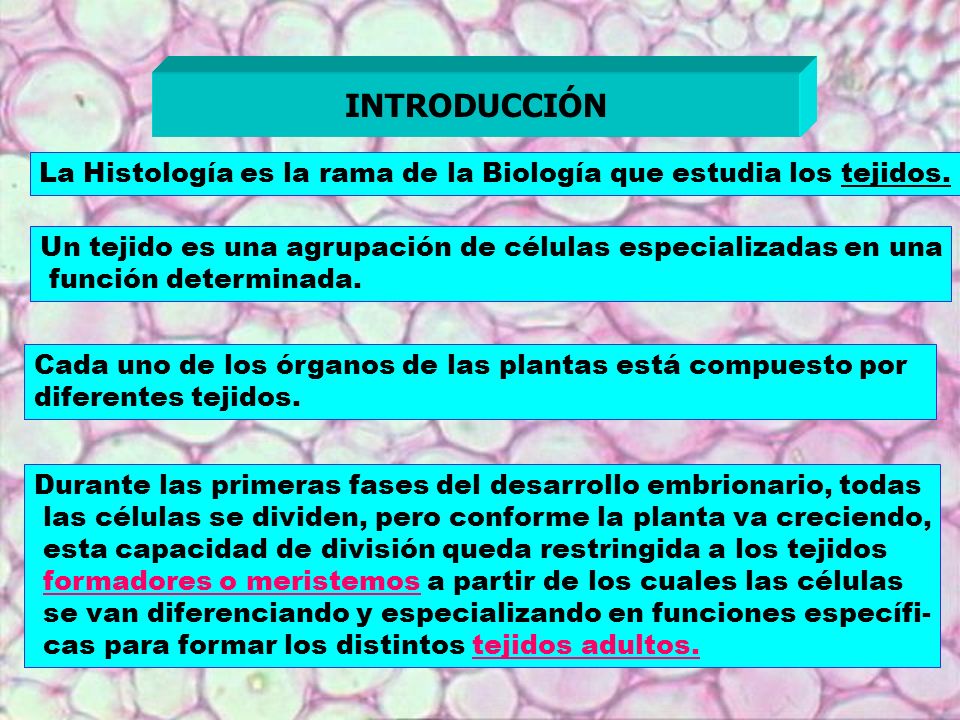 INTRODUCCIÓN La Histología es la rama de la Biología que estudia los tejidos. Un tejido es una agrupación de células especializadas en una.