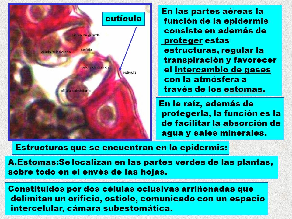 cutícula En las partes aéreas la. función de la epidermis. consiste en además de. proteger estas.