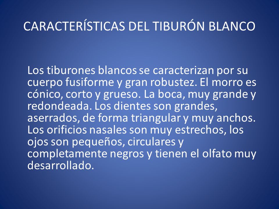 CARACTERÍSTICAS DEL TIBURÓN BLANCO