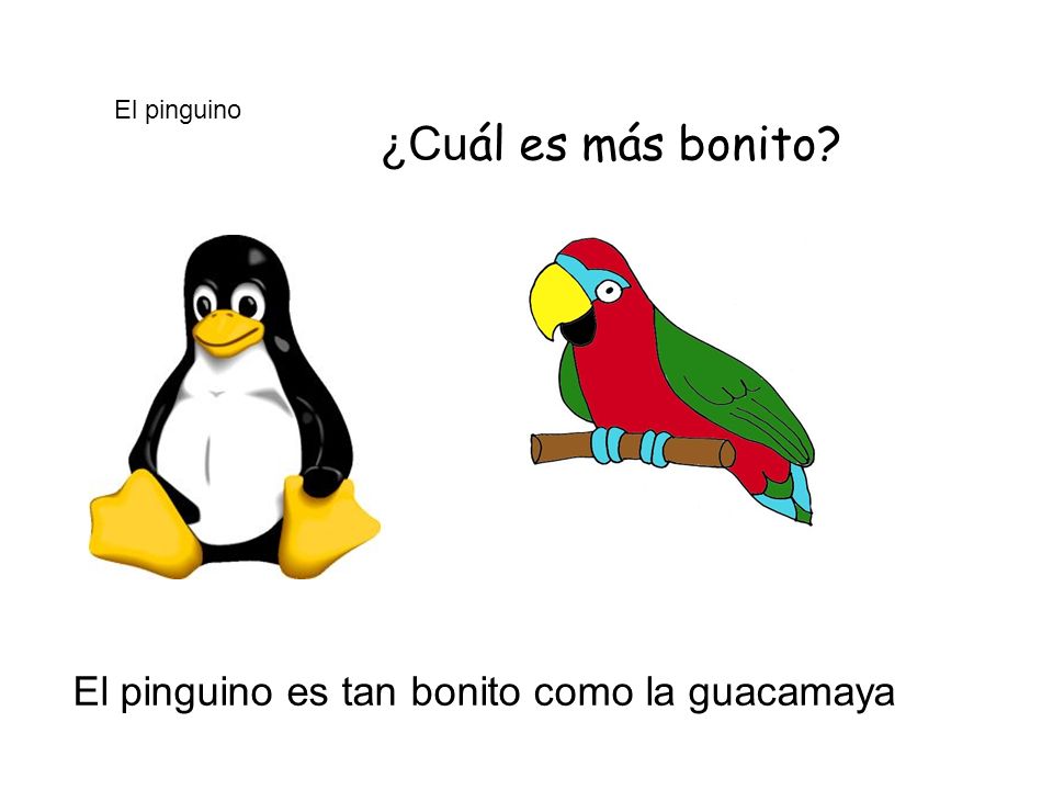 ¿Cuál es más bonito El pinguino es tan bonito como la guacamaya