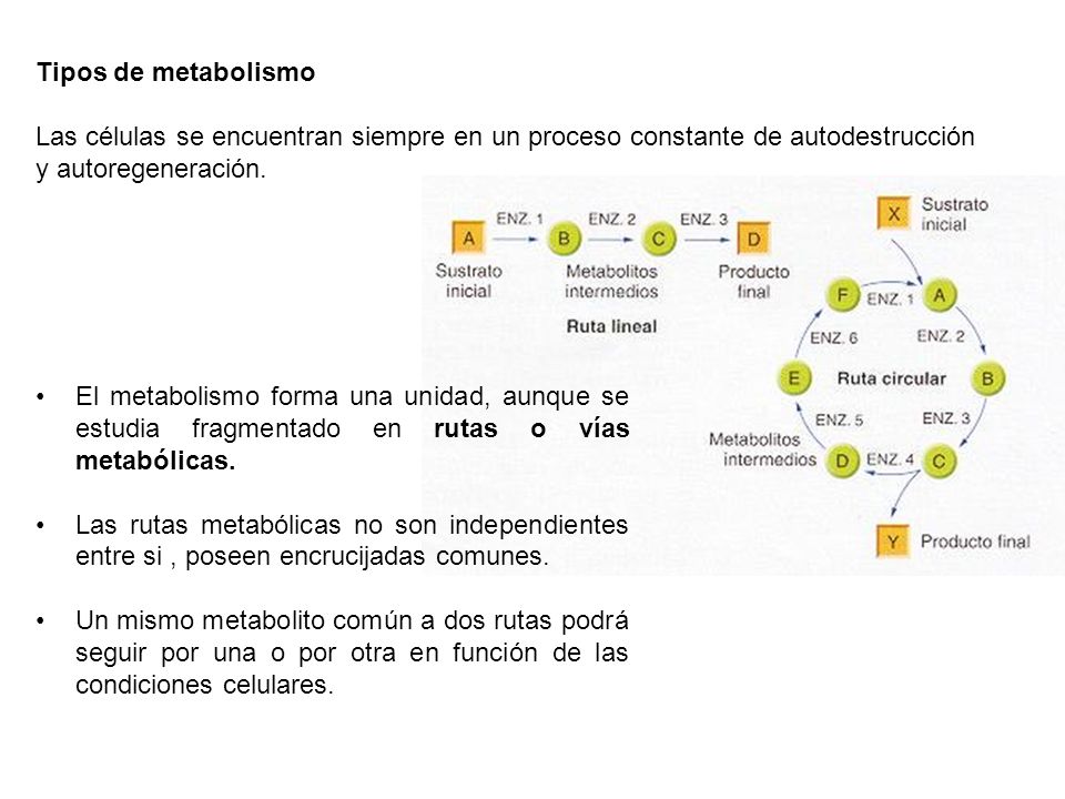 Tipos de metabolismo Las células se encuentran siempre en un proceso constante de autodestrucción y autoregeneración.