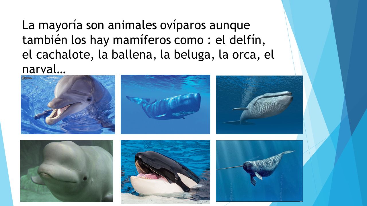 La mayoría son animales ovíparos aunque también los hay mamíferos como : el delfín, el cachalote, la ballena, la beluga, la orca, el narval…
