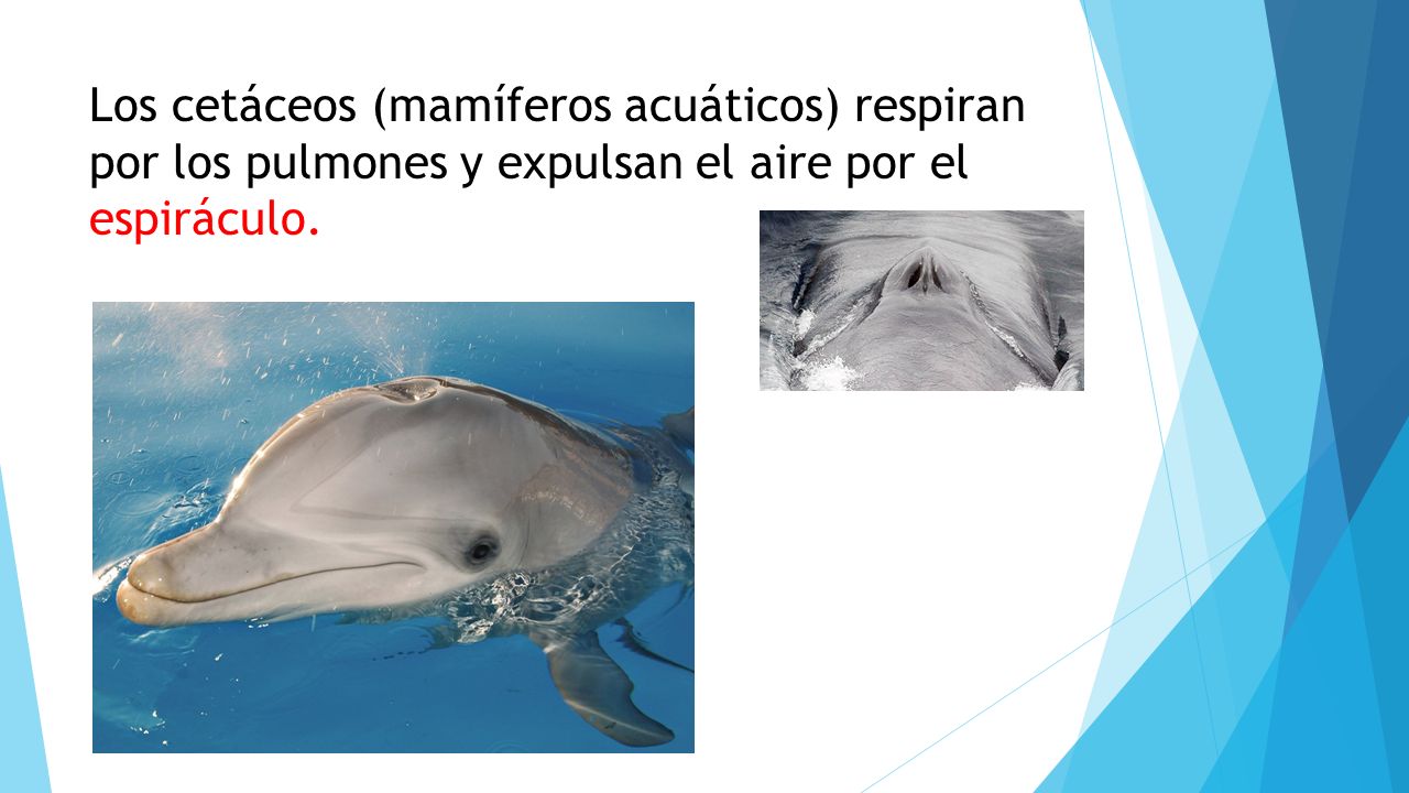 Los cetáceos (mamíferos acuáticos) respiran por los pulmones y expulsan el aire por el espiráculo.