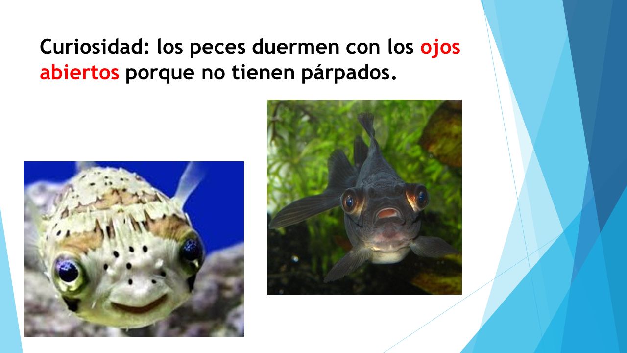 Curiosidad: los peces duermen con los ojos abiertos porque no tienen párpados.