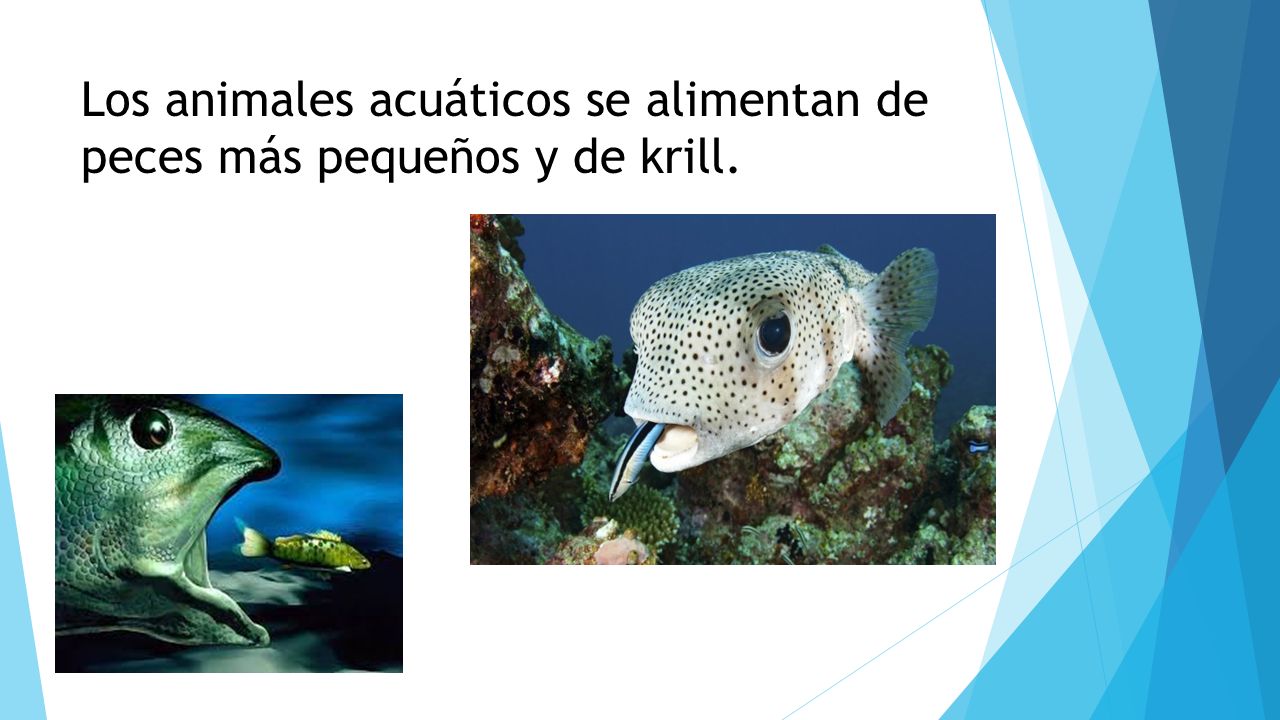 Los animales acuáticos se alimentan de peces más pequeños y de krill.