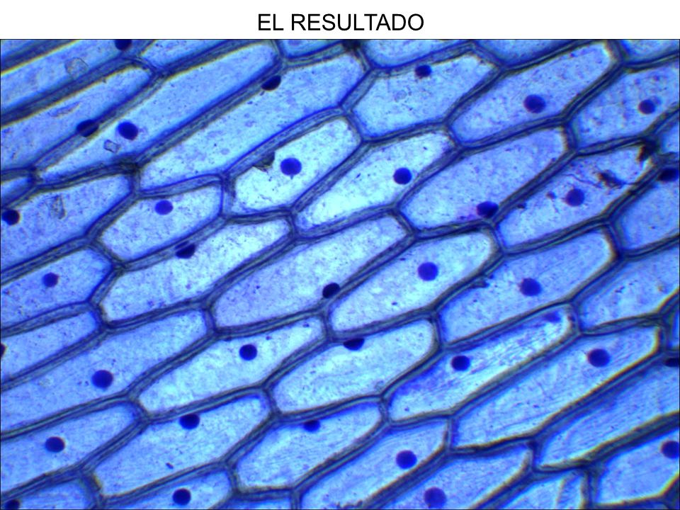 OBSERVACIÓN DE UNA CÉLULA VEGETAL Y UNA ANIMAL - ppt descargar