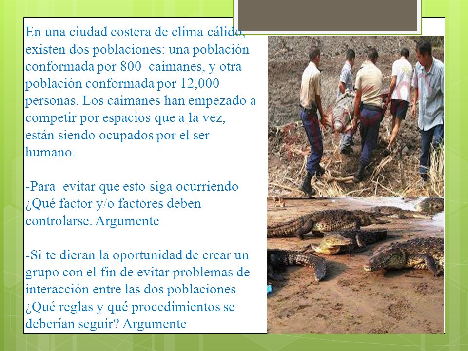 En una ciudad costera de clima cálido, existen dos poblaciones: una población conformada por 800 caimanes, y otra población conformada por 12,000 personas.