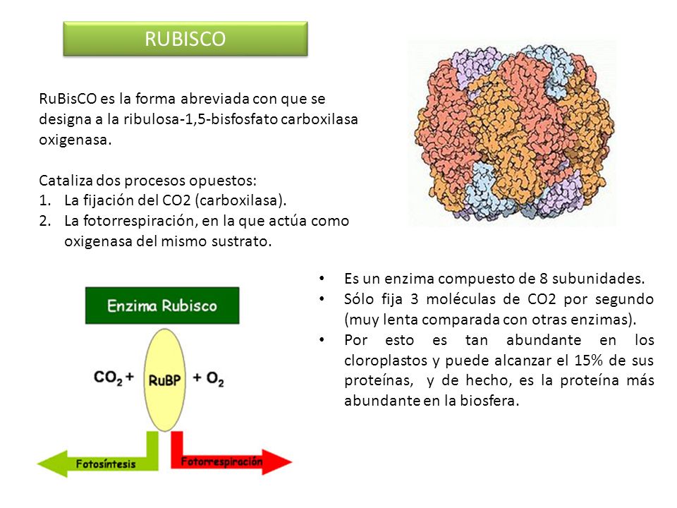 RUBISCO RuBisCO es la forma abreviada con que se designa a la ribulosa-1,5-bisfosfato carboxilasa oxigenasa.