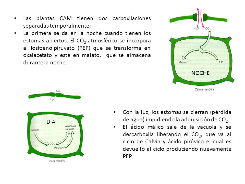 NOCHE Las plantas CAM tienen dos carboxilaciones separadas temporalmente: