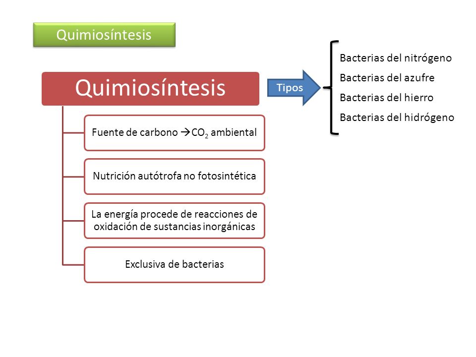 Quimiosíntesis Bacterias del nitrógeno Bacterias del azufre Tipos