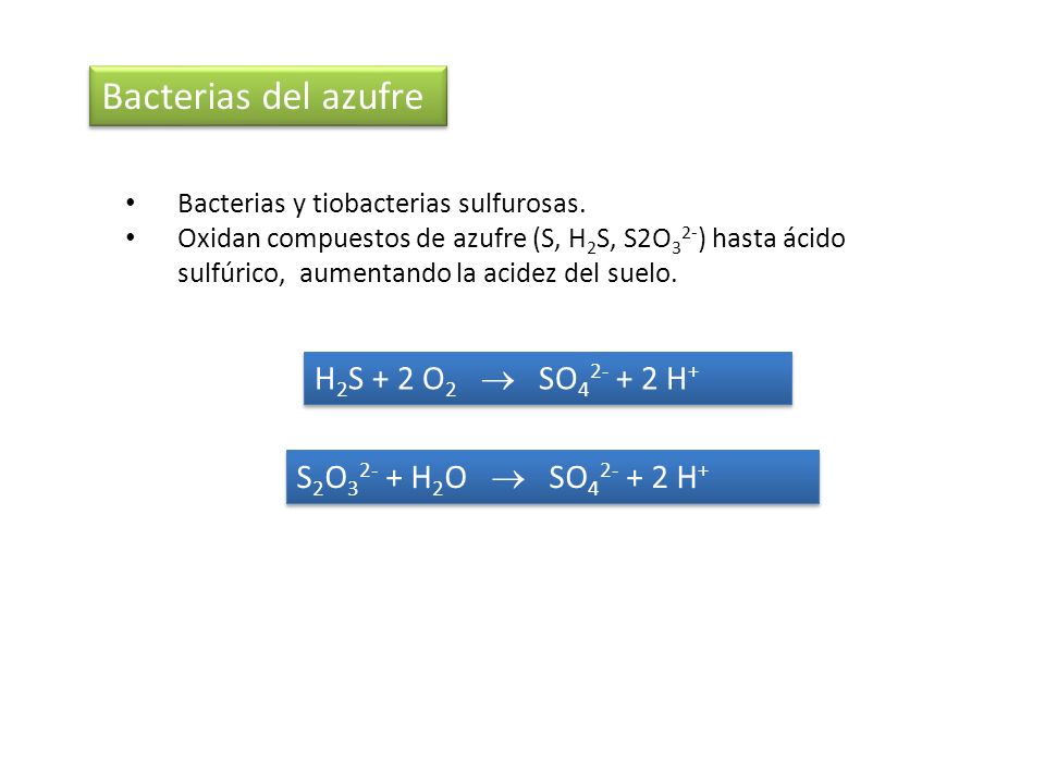 Bacterias del azufre H2S + 2 O2  SO H+