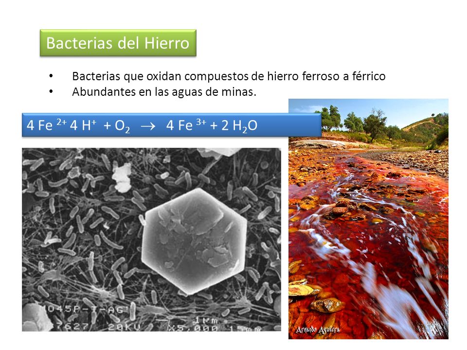 Bacterias del Hierro 4 Fe 2+ 4 H+ + O2  4 Fe H2O
