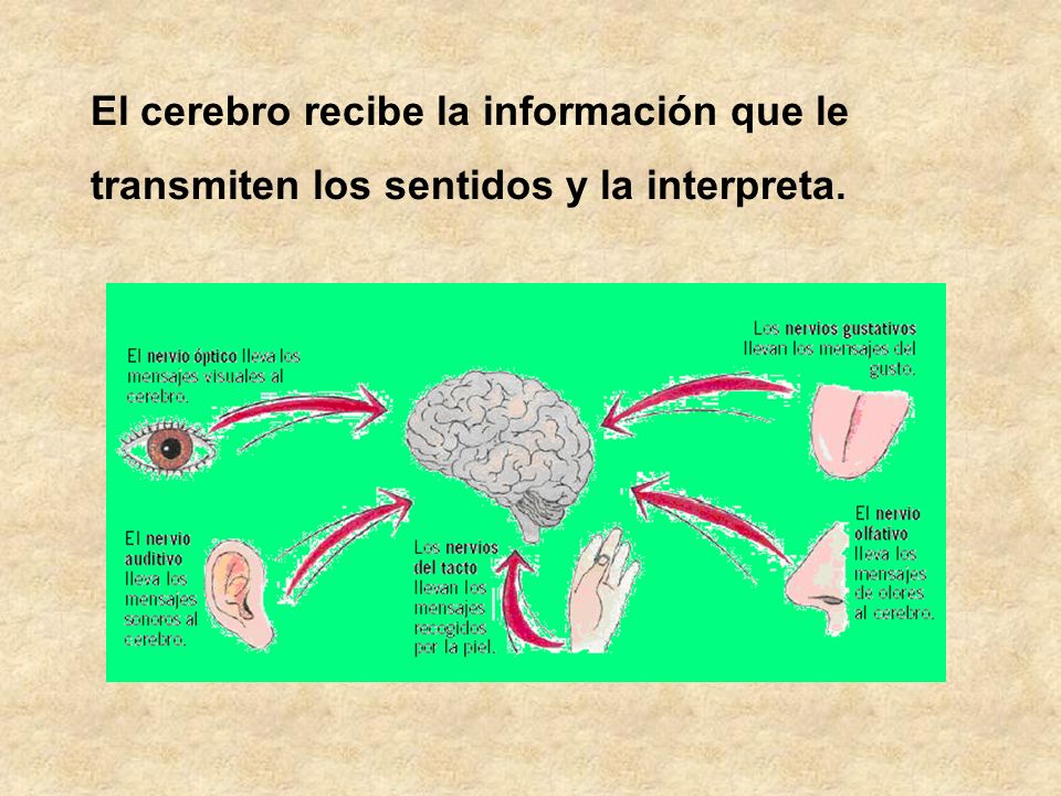 El cerebro recibe la información que le