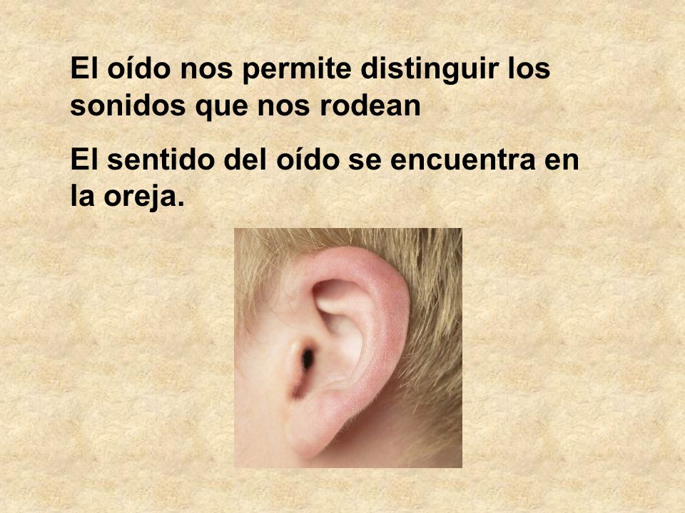 El oído nos permite distinguir los sonidos que nos rodean