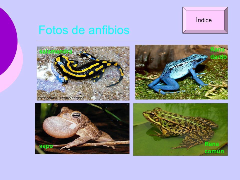 Fotos de anfibios Índice Rana dardo salamandra Rana común sapo