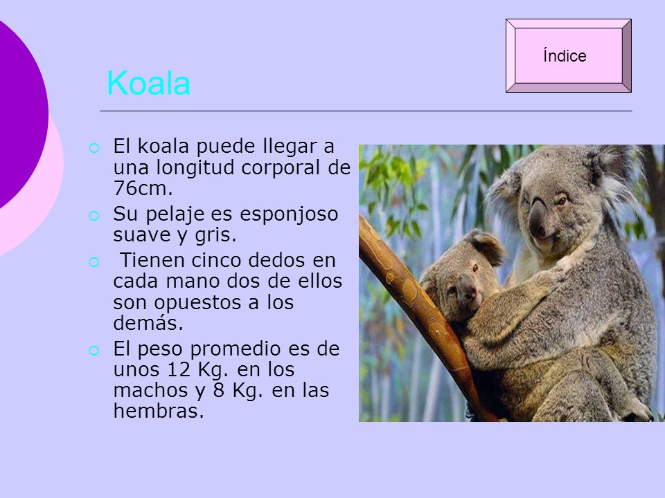 Koala El koala puede llegar a una longitud corporal de 76cm.