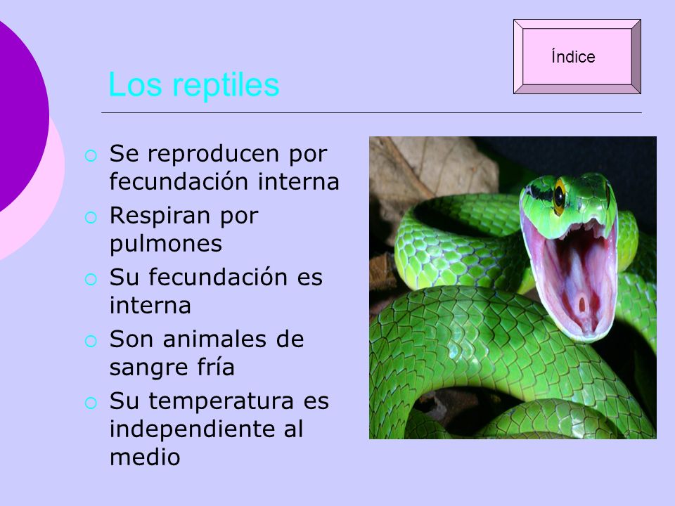 Los reptiles Se reproducen por fecundación interna