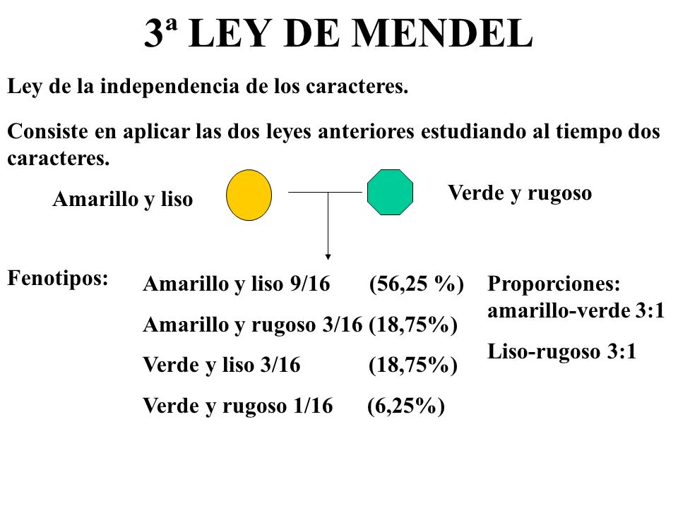 3ª LEY DE MENDEL Ley de la independencia de los caracteres.
