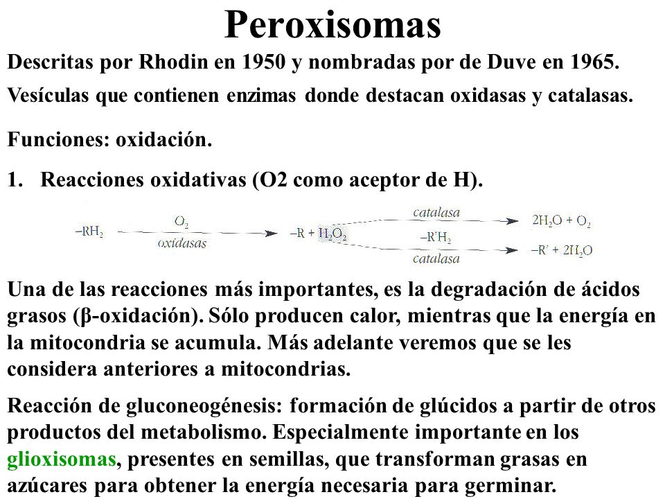 Peroxisomas Descritas por Rhodin en 1950 y nombradas por de Duve en Vesículas que contienen enzimas donde destacan oxidasas y catalasas.