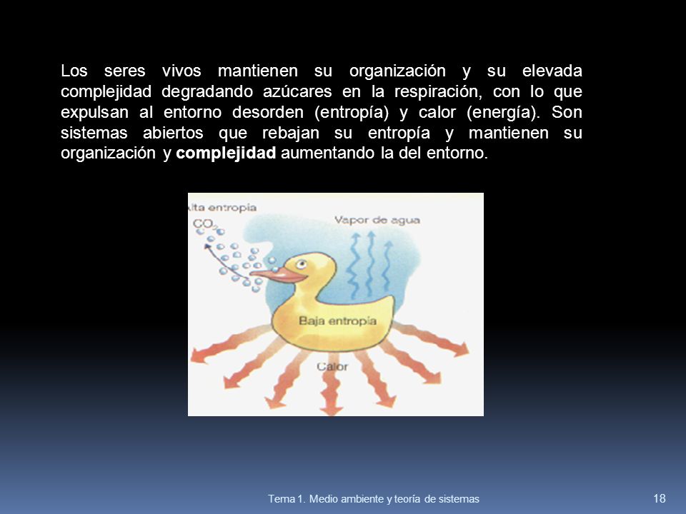 Los seres vivos mantienen su organización y su elevada complejidad degradando azúcares en la respiración, con lo que expulsan al entorno desorden (entropía) y calor (energía). Son sistemas abiertos que rebajan su entropía y mantienen su organización y complejidad aumentando la del entorno.