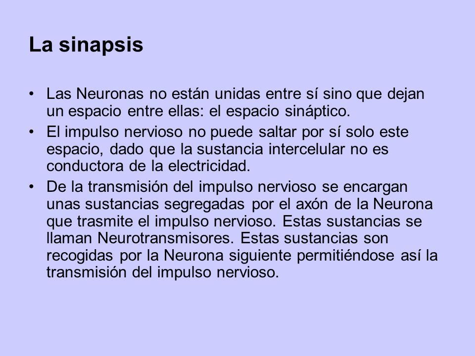 La sinapsis Las Neuronas no están unidas entre sí sino que dejan un espacio entre ellas: el espacio sináptico.