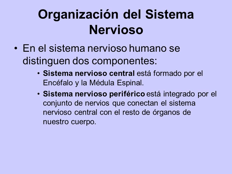 Organización del Sistema Nervioso