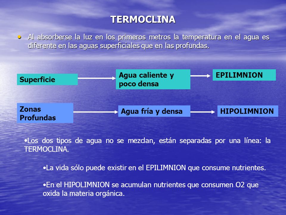 TERMOCLINA Al absorberse la luz en los primeros metros la temperatura en el agua es diferente en las aguas superficiales que en las profundas.