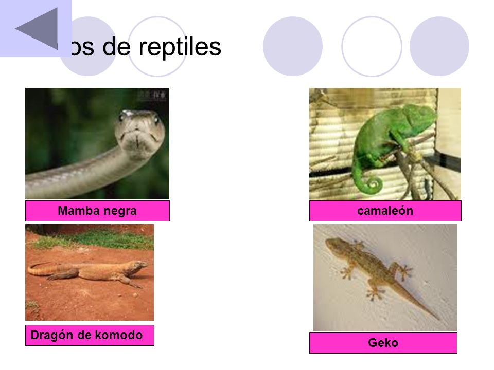 Fotos de reptiles Mamba negra camaleón Dragón de komodo Geko